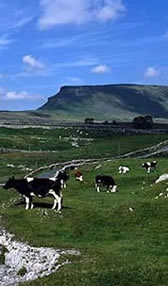 Pen-y-Ghent from Halton Gill