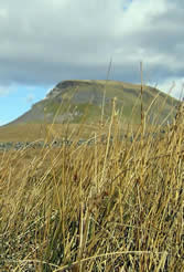 Pen-y-Ghent reeds